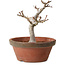 Acer palmatum, 26 cm, ± 15 years old, with a nebari of 6 cm