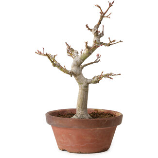 Acero palmato, 32 cm, circa 20 anni
