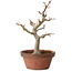 Acer palmatum, 32 cm, ± 20 anni, con nebari di 7 cm