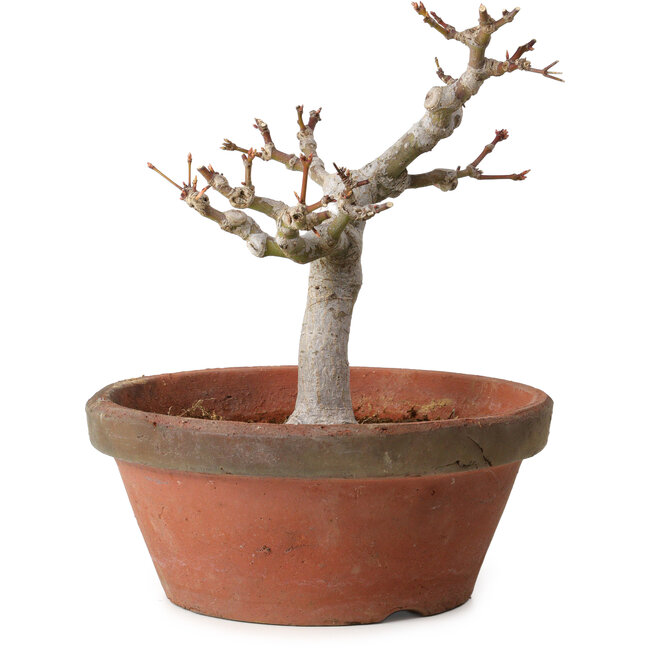 Acer palmatum, 26 cm, ± 15 ans, avec un nebari de 6 cm