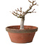 Acer palmatum, 26 cm, ± 15 Jahre alt, mit einem Wurzelhals von 6 cm