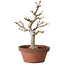 Acer palmatum, 32 cm, ± 20 años, con un nebari de 7 cm