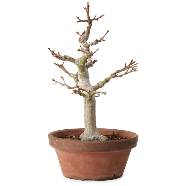 Acer palmatum, 32 cm, ± 20 años, con un nebari de 7 cm