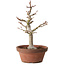 Acer palmatum, 32 cm, ± 20 Jahre alt, mit einem Wurzelhals von 7 cm