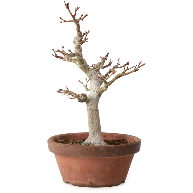 Acer palmatum, 32 cm, ± 20 ans, avec un nebari de 7 cm