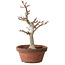 Acer palmatum, 32 cm, ± 20 anni, con nebari di 7 cm