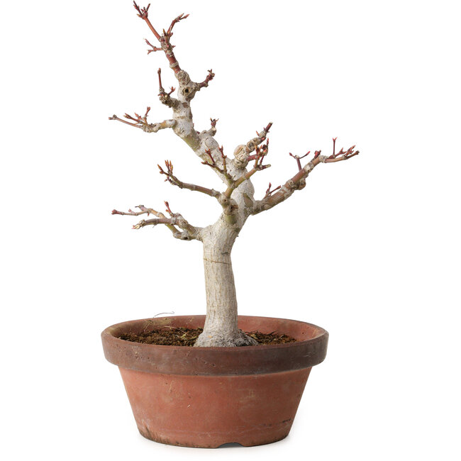 Acer palmatum, 32 cm, ± 20 years old, with a nebari of 7 cm