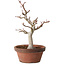 Acer palmatum, 32 cm, ± 20 Jahre alt, mit einem Wurzelhals von 7 cm