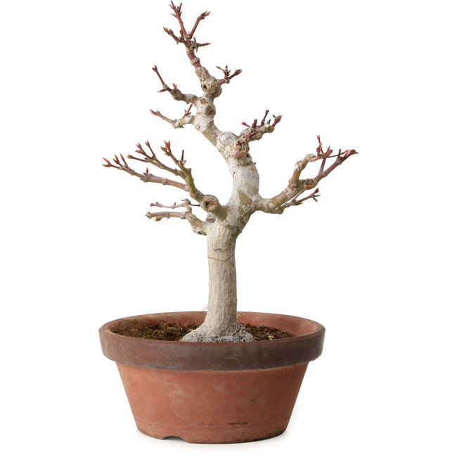 Acer palmatum, 32 cm, ± 20 years old, with a nebari of 7 cm