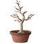 Acer palmatum, 32 cm, ± 20 Jahre alt, mit einem Wurzelhals von 7 cm