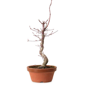 Acer palmatum deshojo, 38 cm, ± 8 años de edad