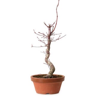Acer palmatum deshojo, 38 cm, ± 8 Jahre alt