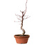 Acer palmatum deshojo, 38 cm, ± 8 años de edad, con un nebari de 3 cm
