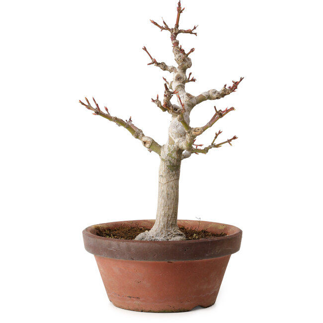 Acer palmatum, 32 cm, ± 20 Jahre alt, mit einem Wurzelhals von 7 cm