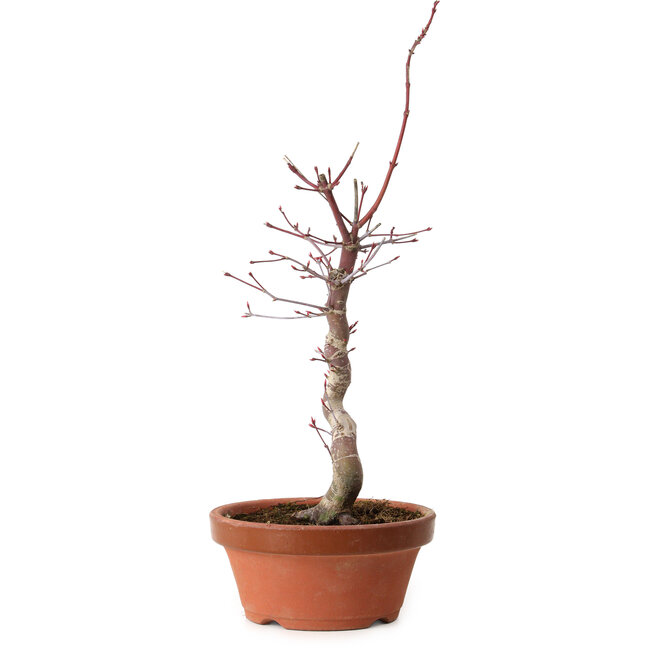 Acer palmatum deshojo, 38 cm, ± 8 años de edad, con un nebari de 3 cm
