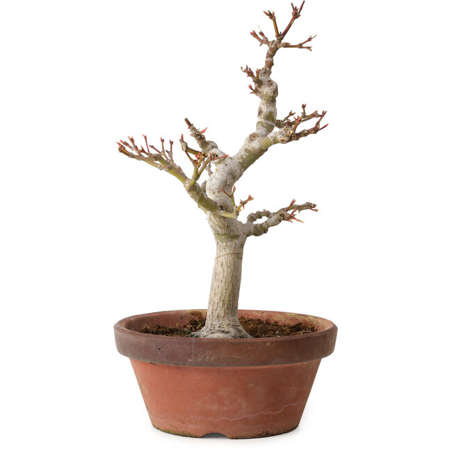 Acer palmatum, 32 cm, ± 20 years old, with a nebari of 7 cm