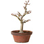 Acer palmatum, 32 cm, ± 20 años, con un nebari de 7 cm
