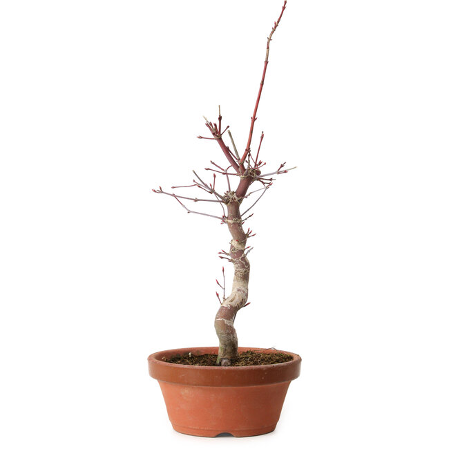 Acer palmatum deshojo, 38 cm, ± 8 años de edad, con un nebari de 3 cm