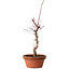 Acer palmatum deshojo, 38 cm, ± 8 años de edad, con un nebari de 3 cm