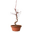 Acer palmatum deshojo, 38 cm, ± 8 ans, avec un nebari de 3 cm