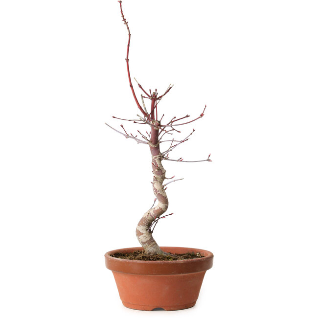Acer palmatum deshojo, 38 cm, ± 8 Jahre alt, mit einem Wurzelhals von 3 cm