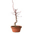 Acer palmatum deshojo, 38 cm, ± 8 Jahre alt, mit einem Wurzelhals von 3 cm