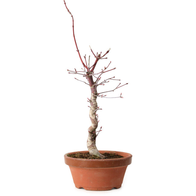 Acer palmatum deshojo, 38 cm, ± 8 ans, avec un nebari de 3 cm