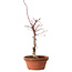 Acer palmatum deshojo, 38 cm, ± 8 Jahre alt, mit einem Wurzelhals von 3 cm