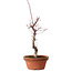Acer palmatum deshojo, 38 cm, ± 8 años de edad, con un nebari de 3 cm