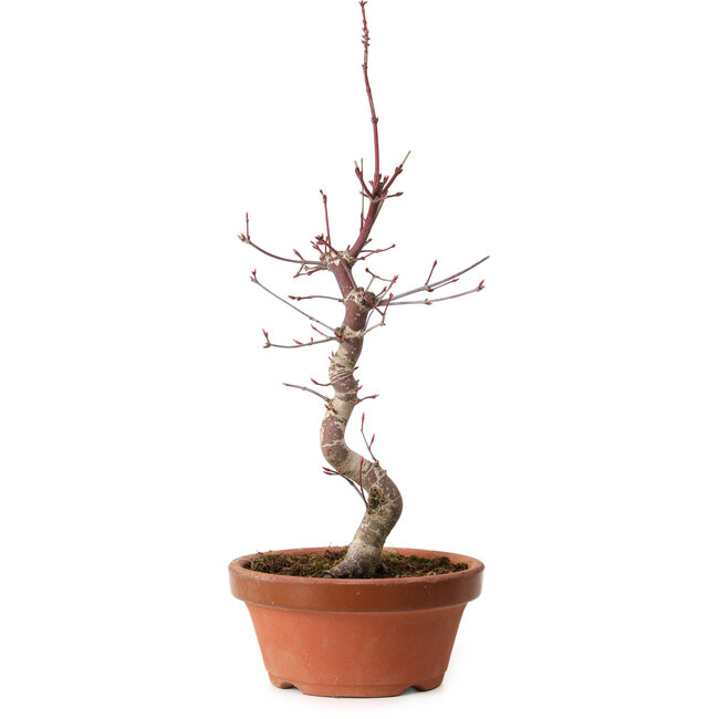 Acer palmatum deshojo, 38 cm, ± 8 Jahre alt, mit einem Wurzelhals von 3 cm