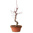 Acer palmatum deshojo, 38 cm, ± 8 Jahre alt, mit einem Wurzelhals von 3 cm