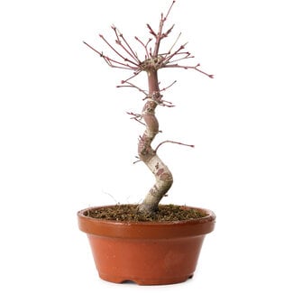 Acer palmatum deshojo, 26 cm, ± 8 Jahre alt