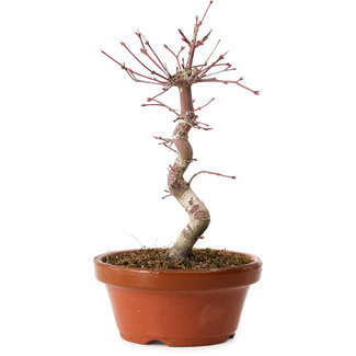 Acer palmatum deshojo, 26 cm, ± 8 years old