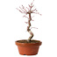 Acer palmatum deshojo, 26 cm, ± 8 ans, avec un nebari de 3 cm