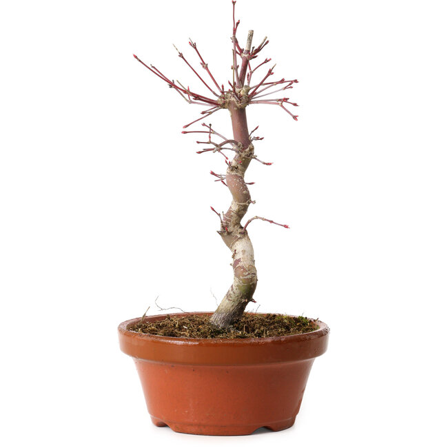 Acer palmatum deshojo, 26 cm, ± 8 ans, avec un nebari de 3 cm
