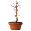 Acer palmatum deshojo, 26 cm, ± 8 years old, with a nebari of 3 cm