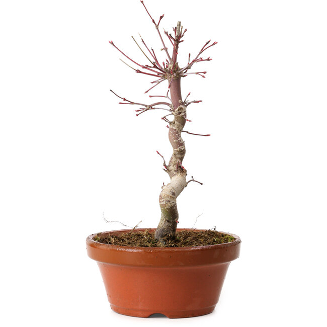 Acer palmatum deshojo, 26 cm, ± 8 años de edad, con un nebari de 3 cm