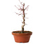 Acer palmatum deshojo, 26 cm, ± 8 years old, with a nebari of 3 cm