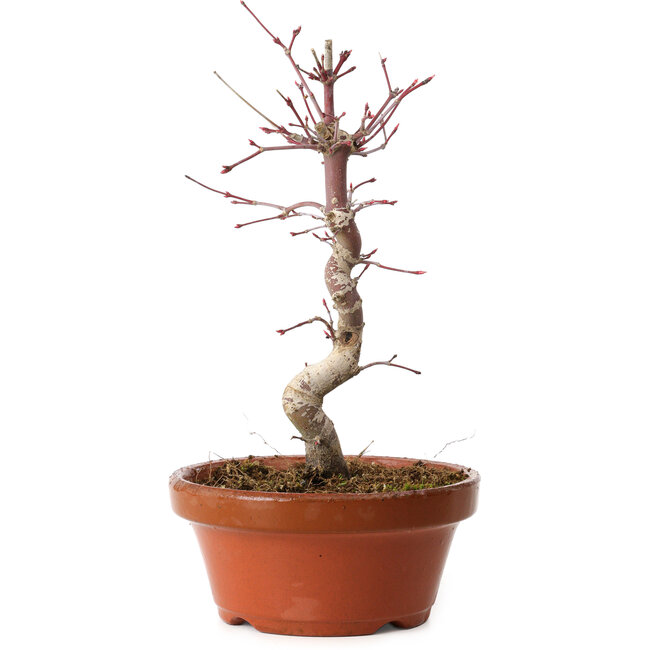 Acer palmatum deshojo, 26 cm, ± 8 Jahre alt, mit einem Wurzelhals von 3 cm