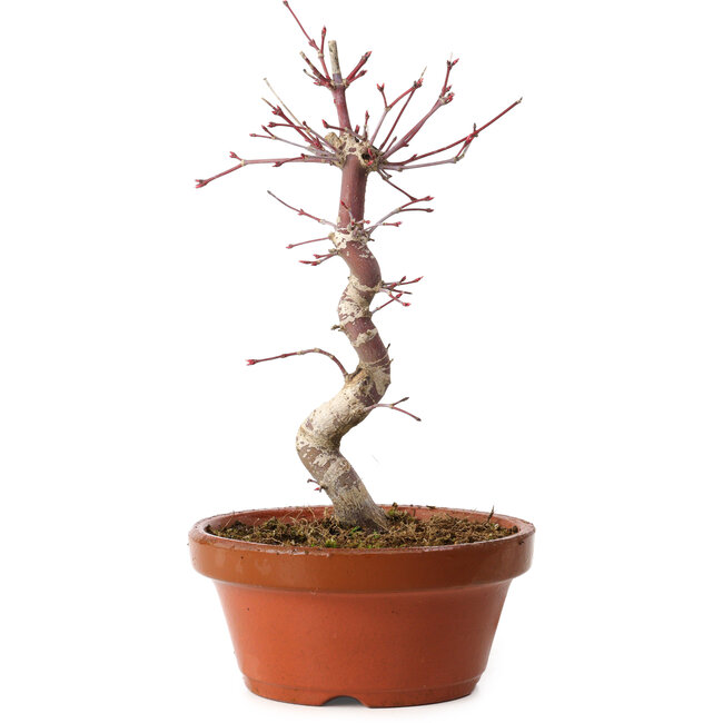 Acer palmatum deshojo, 26 cm, ± 8 años de edad, con un nebari de 3 cm