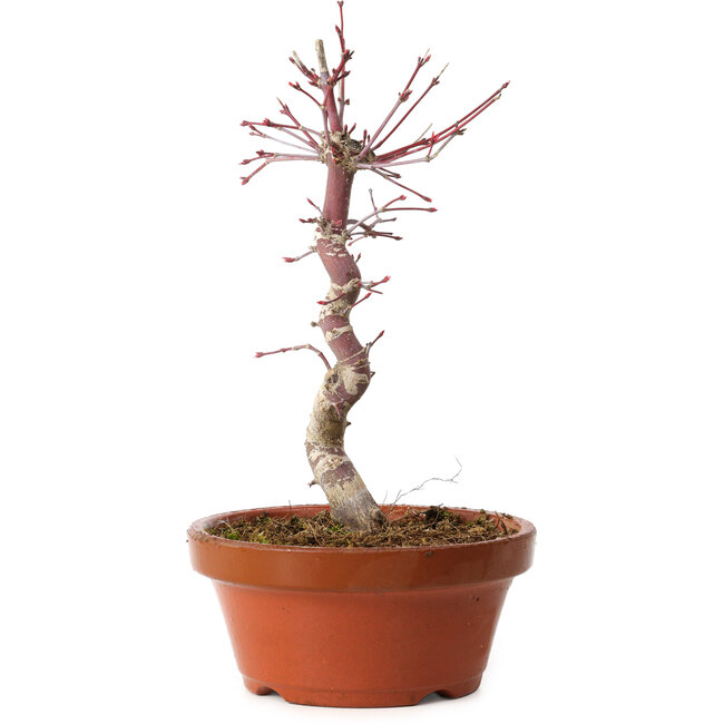 Acer palmatum deshojo, 26 cm, ± 8 ans, avec un nebari de 3 cm
