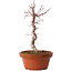 Acer palmatum deshojo, 26 cm, ± 8 years old, with a nebari of 3 cm