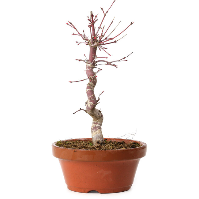 Acer palmatum deshojo, 26 cm, ± 8 years old, with a nebari of 3 cm