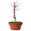 Acer palmatum deshojo, 26 cm, ± 8 Jahre alt, mit einem Wurzelhals von 3 cm