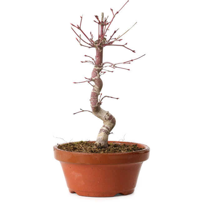 Acer palmatum deshojo, 26 cm, ± 8 anni, con nebari di 3 cm