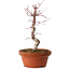 Acer palmatum deshojo, 26 cm, ± 8 Jahre alt, mit einem Wurzelhals von 3 cm