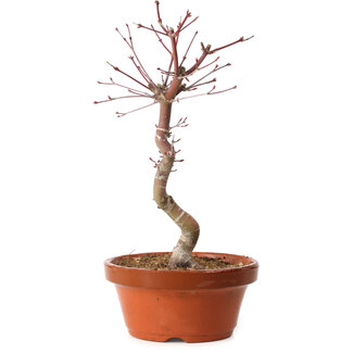 Acer palmatum deshojo, 30 cm, ± 8 años de edad