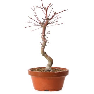 Acer palmatum deshojo, 30 cm, ± 8 Jahre alt