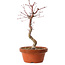 Acer palmatum deshojo, 30 cm, ± 8 ans, avec un nebari de 3 cm