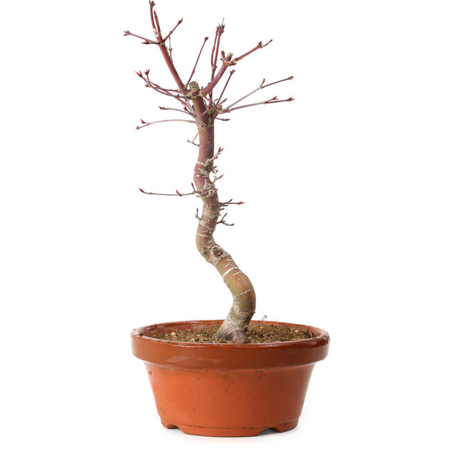 Acer palmatum deshojo, 30 cm, ± 8 ans, avec un nebari de 3 cm